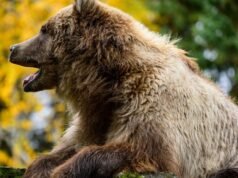 Jepang. Menghadapi serangan beruang yang “mengerikan”, tentara meminta bantuan di bagian utara negara itu