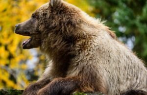 Jepang. Menghadapi serangan beruang yang “mengerikan”, tentara meminta bantuan di bagian utara negara itu