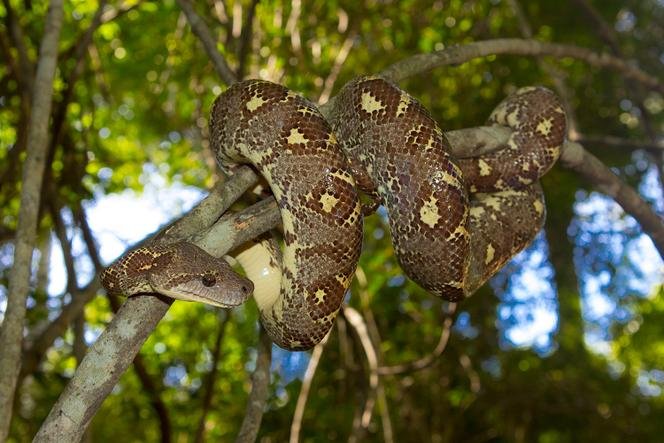 Seekor ular boa pohon dari Madagaskar (Sanzinia madagascariensis), pada bulan Maret 2017.