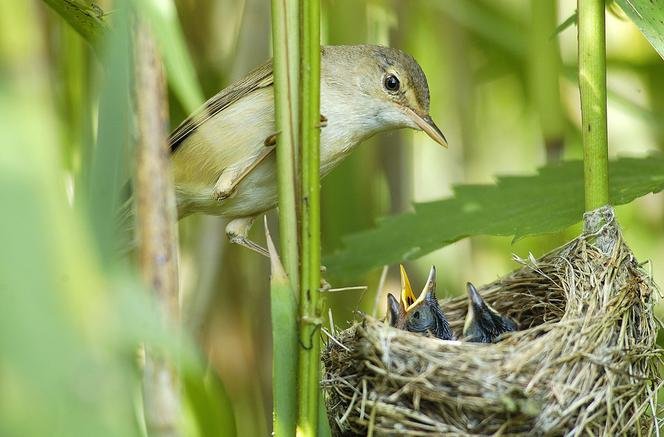 Seekor burung pengicau memberi makan anak-anaknya di sarangnya, di Meurthe-et-Moselle.