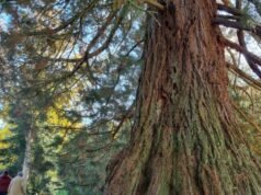Vosges. Sequoia raksasa di Taman Balai Kota Éloyes tidak diragukan lagi adalah yang terbesar di Grand Est