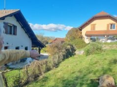 sepuluh domba disembelih dalam dua malam, dugaan kuat serigala