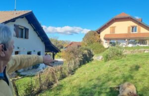 sepuluh domba disembelih dalam dua malam, dugaan kuat serigala