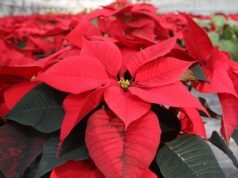 orang Alsatia ini mengimpor poinsettia ke Prancis