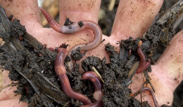 Dalam videonya, Alexandre memberikan sekilas “pengalaman nyata dan sederhana”. Ia berbagi keberhasilannya, kesalahannya, dan kiat-kiat nyata untuk membantu semua orang maju di kebun sayur. Foto DR