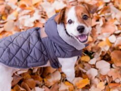 Hewan. Dalam situasi apa berguna untuk mengenakan mantel pada anjing saya?