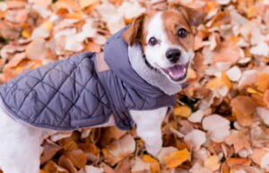 Hewan. Dalam situasi apa berguna untuk mengenakan mantel pada anjing saya?