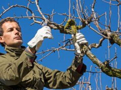 Saran taman. Bagaimana cara merawat pohon Anda dengan baik?