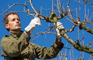 Saran taman. Bagaimana cara merawat pohon Anda dengan baik?