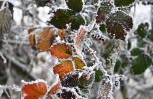 Ramalan cuaca. Bagaimana cara kerja rencana ‘pilek parah’ yang diaktifkan di berbagai departemen?