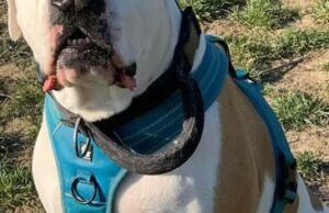 Siapa yang akan mengadopsi Maya, seorang staf Amerika berusia 9 tahun?