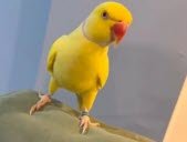 Foto Sipa / Polisi Lancashire