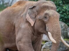 seekor gajah yang dilepaskan menyebabkan kepanikan