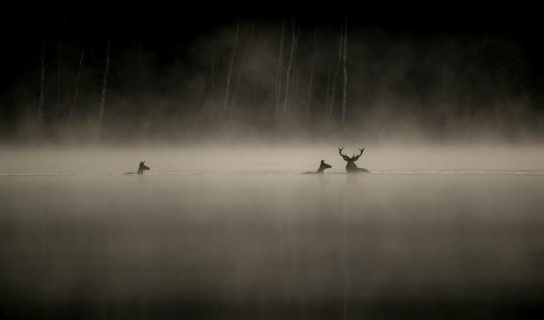 Seekor rusa. Foto Vincent Munier
