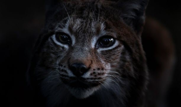 Seekor lynx. Foto Vincent Munier