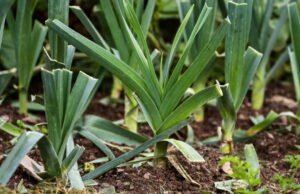 Pertanian. Mengapa supermarket meminta konsumen untuk membeli daun bawang Perancis?