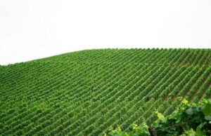 Pameran Pertanian: dukungan sebesar 40 juta euro diumumkan untuk petani anggur