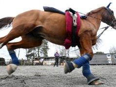 Kandang memberikan kesempatan kedua bagi kuda yang rusak di Duttlenheim
