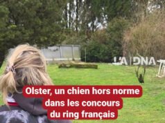 Di Herrlisheim, Olster adalah anjing luar biasa dalam kompetisi ring Prancis