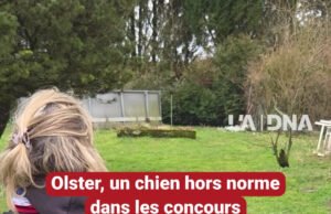 Di Herrlisheim, Olster adalah anjing luar biasa dalam kompetisi ring Prancis