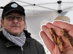kami mencicipi jangkrik dari “Mr. Insects” di Bantzenheim