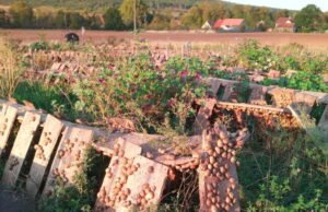 Dari mana sebenarnya asal siput Burgundy yang dimakan di Prancis?