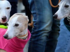 Tayangan slide. Dilihat oleh fotografer kami minggu lalu