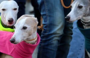 Tayangan slide. Dilihat oleh fotografer kami minggu lalu