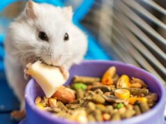 Hewan. Lima tips kami untuk merawat hewan pengerat kecil Anda