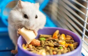 Hewan. Lima tips kami untuk merawat hewan pengerat kecil Anda