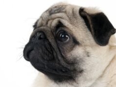 kami merangkum ‘lelucon buruk’ dari influencer Alsatian, Cyril Schreiner