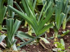 Pertanian. Mengapa supermarket meminta konsumen untuk membeli daun bawang Perancis?