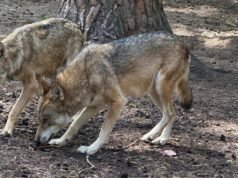 Perusahaan. Dalam sebuah surat, departemen Alpine mendesak Sébastien Lecornu untuk mengizinkan pembunuhan lebih banyak serigala