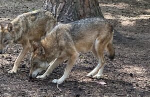 Perusahaan. Dalam sebuah surat, departemen Alpine mendesak Sébastien Lecornu untuk mengizinkan pembunuhan lebih banyak serigala