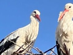 sebuah keranjang ditempatkan untuk menyambut bangau