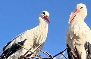 sebuah keranjang ditempatkan untuk menyambut bangau