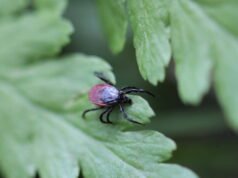 Vosges. “Frekuensi mereka di padang rumput kami diperkirakan mencapai 950 individu per hektar”: wawasan yang lebih baik mengenai risiko yang terkait dengan kutu