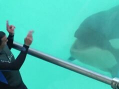 dokter hewan memperingatkan tentang kondisi cekungan orca yang sedang menurun