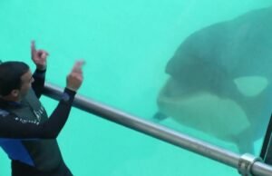 dokter hewan memperingatkan tentang kondisi cekungan orca yang sedang menurun