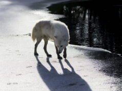 Haute-Marne. Menembak diperbolehkan pada serigala yang menyerang peternakan yang tidak terlindungi
