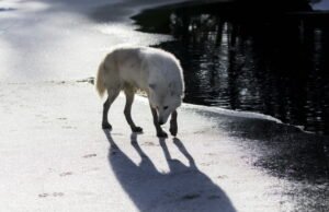 Haute-Marne. Menembak diperbolehkan pada serigala yang menyerang peternakan yang tidak terlindungi