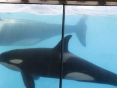 Hewan. Kemungkinan perpindahan paus pembunuh dari Marineland Antibes ke Spanyol
