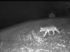 apa bagian serigala?