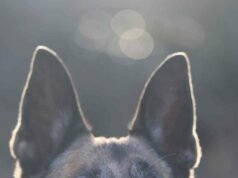 Di usianya yang ke 7 tahun, Malinois Kaptan telah menunggu keluarga barunya selama beberapa bulan