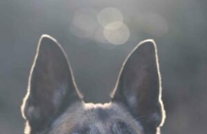 Di usianya yang ke 7 tahun, Malinois Kaptan telah menunggu keluarga barunya selama beberapa bulan