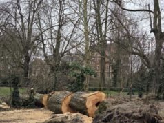 Strasbourg. Pohon kastanye setinggi dua puluh meter tumbang di dekat taman bermain, tidak ada korban jiwa