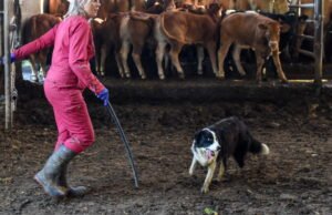 France Travail ingin mengembangkan keterlibatan dalam kegiatan pertanian