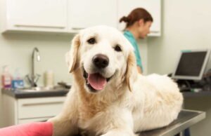 Di Dubai, ekspatriat melarikan diri dan meninggalkan hewan peliharaan mereka