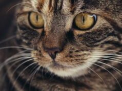 Dia berisiko terkena denda sebesar 300.000 euro karena mengadopsi kucing dari Tunisia