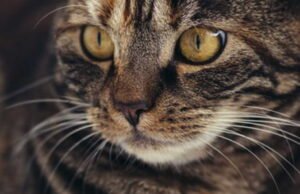 Dia berisiko terkena denda sebesar 300.000 euro karena mengadopsi kucing dari Tunisia